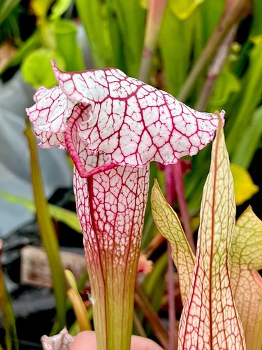 Sarracenia charmaine rare - x,