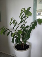 Soursop Graviola plant