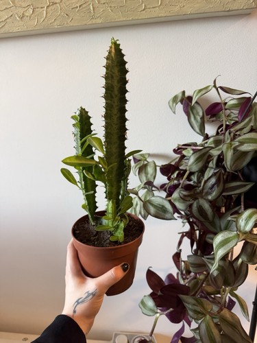 Cactus euphorbia acruensis - euphorbia,