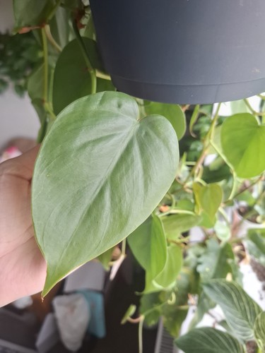 Heartleaf philodendron cutting - philodendron,