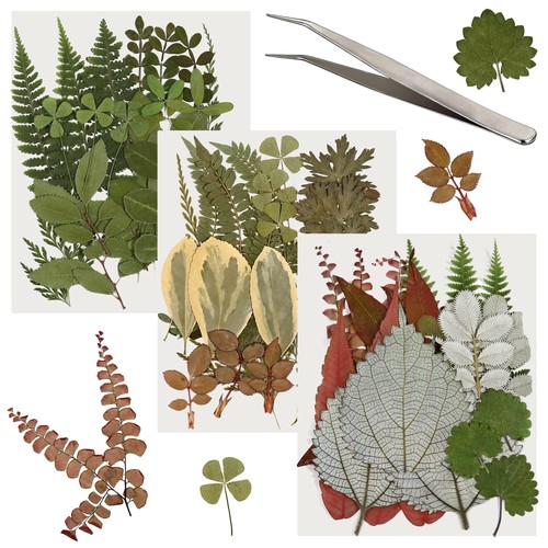 Pcs real dried pressed - dried,