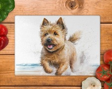Norwich terrier running beach - terrier,