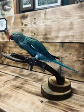 Turquoise Indian Ringneck