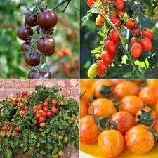 Cherry Tomato Seeds - Huge Selection of Varieties