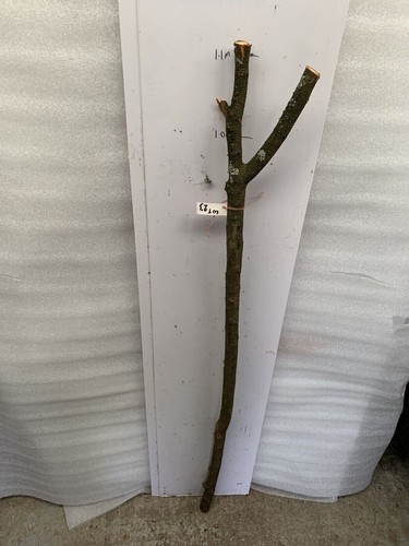 Blackthorn walking stick - 1.1m,