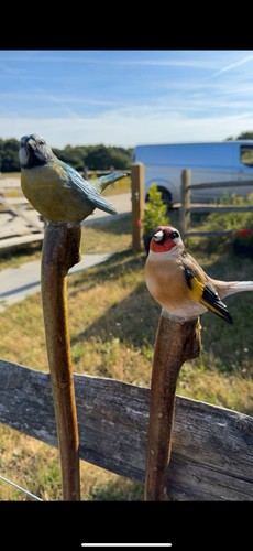 Goldfinch blue tit walking - goldfinch,