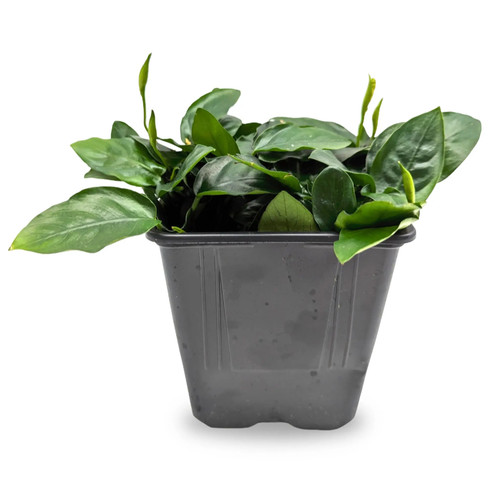 Anubias nana - , xl