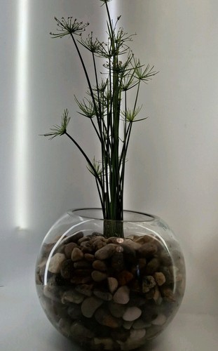 Cyperus papyrus nanus haspan - cyperus,
