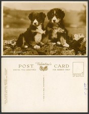 Dogs Puppies, Young Hopefuls! Dog Puppy Pets Pet Animals Old Real Photo Postcard