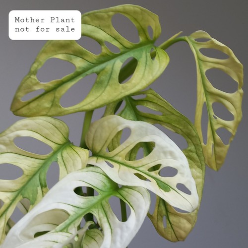 Monstera adansonii albo - albo, ghost