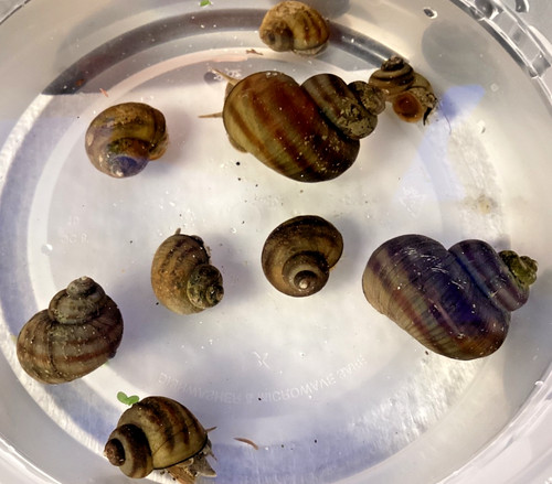 Mystery snails asian - 10,