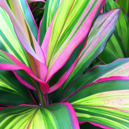 Cordyline fruticosa kiwi - cordyline,