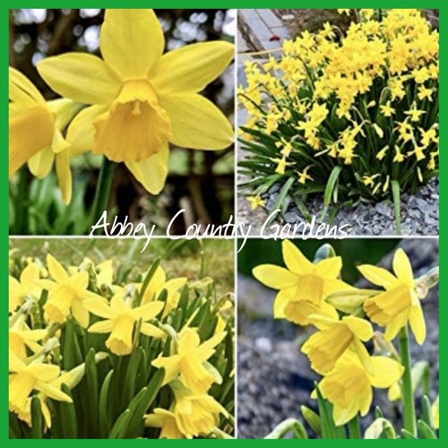Miniature daffodils tete - daffodils,
