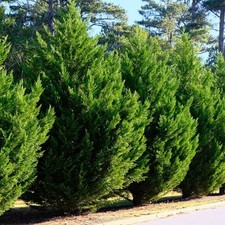 X LARGE Cupressus X Leylandii