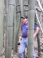 1 FOOT GIANT TIMBER  BAMBOO