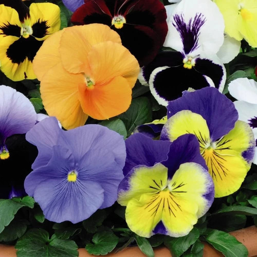 Pansy most scented mix - pansy,