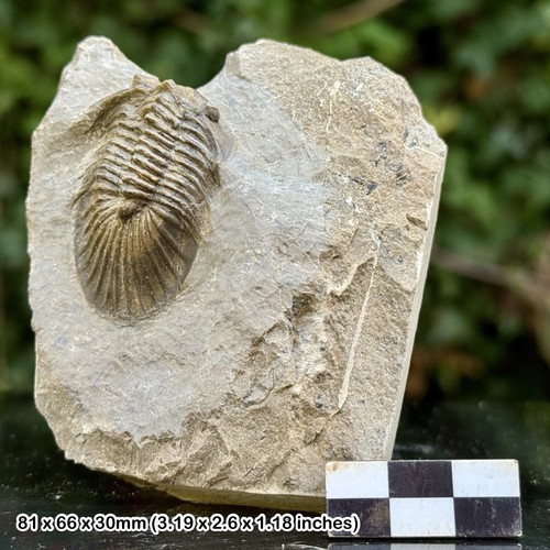 Scutellum grade fossil - scutellum,