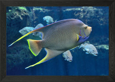 Exotic fish close framed - exotic,