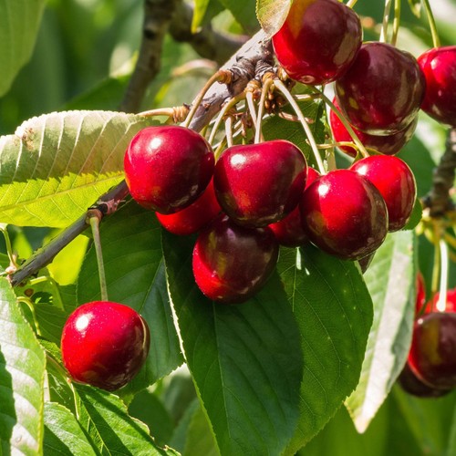 Dwarf patio cherry tree - patio,