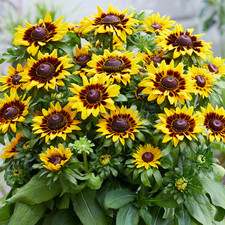 Rudbeckia SmileyZ Tiger Black
