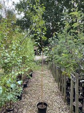 Betula utilis Jacquemontii Himalayan Birch tree  7 ft collection only