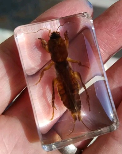 Real bug insect - bug, preserved