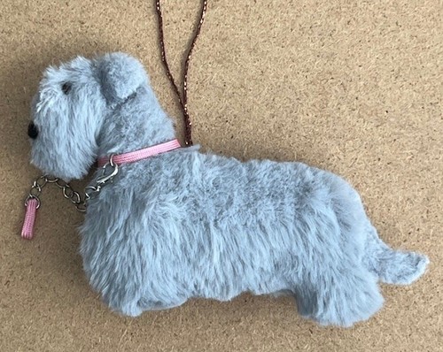 Cesky terrier with - with, collar