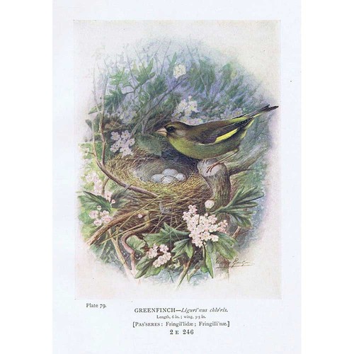 Birds greenfinch antique - birds,