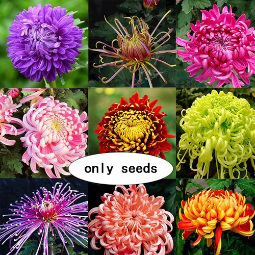 30pcs chrysanthemum flowered - 30pcs,