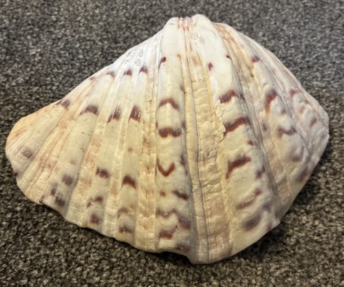 Clam shell sea soap - shell, dish