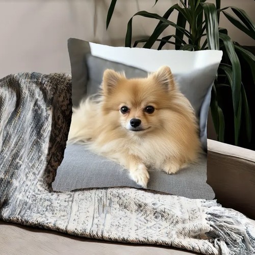Pomeranian dog cushion - pomeranian, cover