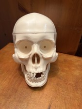 Large Human Skull Model Mouth Open Cranium Open Halloween Horror Effect Play 