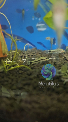 Otocinclus catfish great - otocinclus,