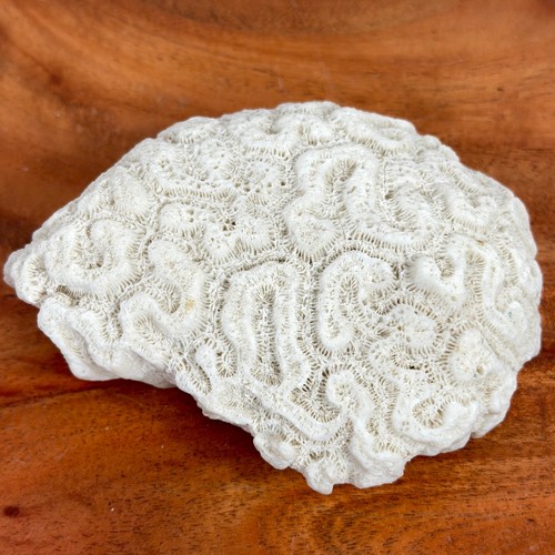 Fossilized natural white - fossilized, brain