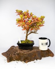 Japanese Azalea Shohin Bonsai Tree Rhododendron Flowering Outdoor Pot