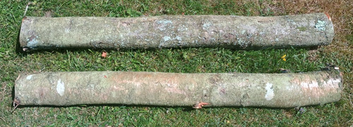 Fresh silver birch - birch, hardwood