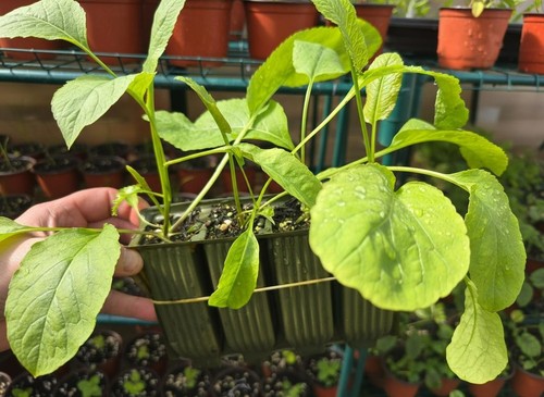 Horseradish plants in deep - 4,