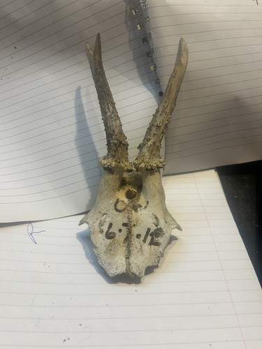 Roe deer antlers taxidermy - deer,
