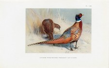 Chinese Ring Necked Pheasant  Antique 1925 Bird Print Artist Archibald Thorburn