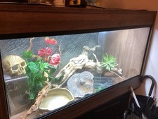 Reptile Vivarium Established Kit Size 42inch by 2ft High x 25inch depth 