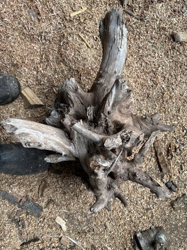 Decorative root apple wood - decorative,