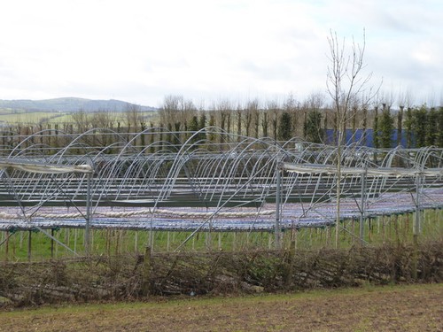 Photo 6x4 naked polytunnels - 6x4,