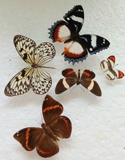  Butterfly Collection Set x5