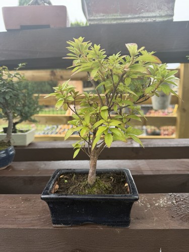 Azalia bonsai tree - bonsai,