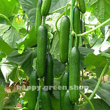 VEGETABLE CUCUMBER SEEDS - BETH ALPHA - 40 SEEDS - Mini Baby Burpless Snack