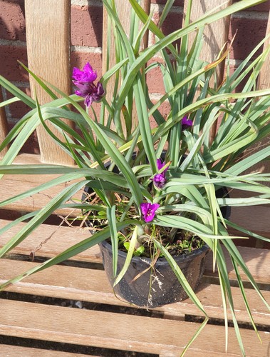 Tradescantia andersoniana