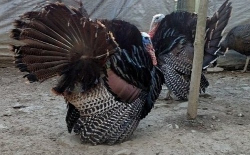 Eastern wild turkey - 10,