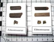 Cretaceous Hell Creek Edmontosaurus dinosaur tooth, tendons in display case