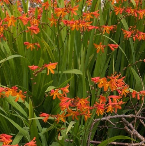 Crocosmia masonorium hardy - crocosmia,