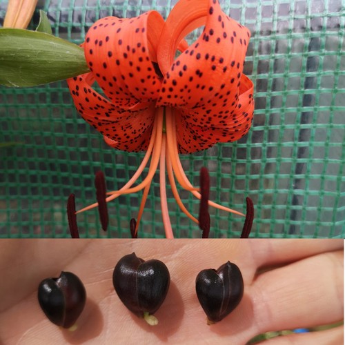 Lilium lancifolium var - lilium,